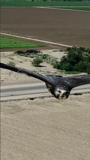 How Fast Can This Bird Really Go?