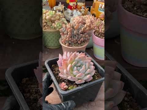 Premium Indoor Succulent Mastery 🌿 Build a High-Value, Low-Maintenance Home Garden