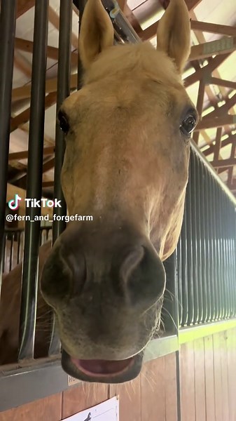 He makes it too easy 😂 #gelding #horse #funnyanimals #farm