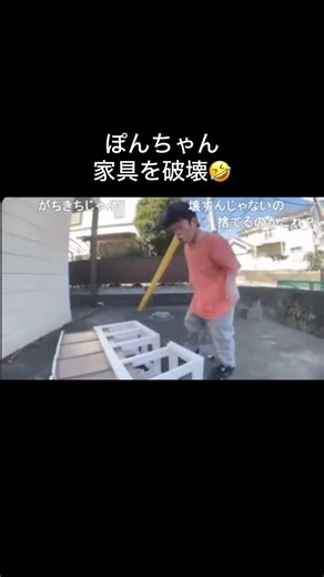 家具を破壊するぽんちゃんが面白い🤣#ぽんちゃん #家具#掃除#破壊#dwarf