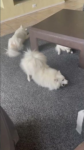 The Cutest American Eskimo Dogs