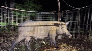 This wild hog was massive—and absolutely rank. Watch the unbelievable moment when the stench was just too much to handle. One of the grossest and funniest hog hunts you’ll ever see! 🐗🤢 #WildHogHunt #NastyBoar #TooGrossToHandle | Ellen Roman