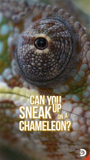 It’s impossible to sneak up on a chameleon. Chameleons are masters of disguise, thanks to their incredible eyes. With fused eyelids and a specialized lens, they can spot prey from meters away without glasses. Their eyes act like telephoto lenses, magnifying small insects to appear as big as birds. #DiscoveryChannelIn #DiscoveryChannelIndia #DiscoveryChannel #Discovery #Chameleon #WildLife #AnimalFacts | Discovery Channel India