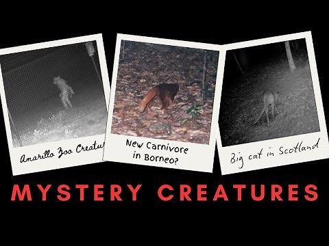 What Are These Mystery Animals?