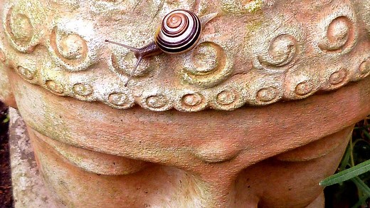108 dried snails on Buddha's Head | The Snail Martyrs