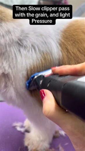 Poochie Poos Dog Grooming on Instagram: "White coats don’t hide mistakes 🤍 Brush UP with a slicker, then slow your clipper pass for a clean blend ✂️ Simple technique — big difference. #doggroomer #doggroomingtips #clipperlines #whitecoateddog #petgrooming #groomersofinstagram #doggroomingreels"