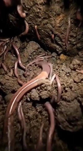 Earthworm POV Inside the Colony Chamber #pov #animalcamera #microcamera#shorts #shortvideo