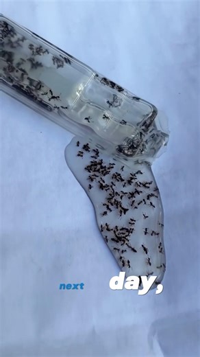 Stop Spraying Ants—End the Colony Instead