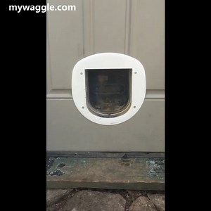 102K views · 605 reactions | This huge dog still thinks he is a pup 藍 Click and see how he plays peek-a-boo. https://bit.ly/3aLopoD | Animal Tales | Facebook