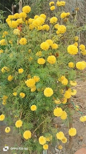 #garden #शॉर्ट्स # गेंदें के पौधे लगाने के फायदे #apna