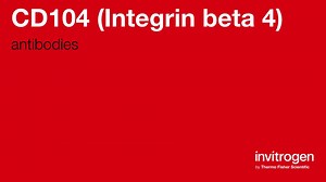 CD104 (Integrin beta 4) antibodies from Thermo Fisher Scientific
