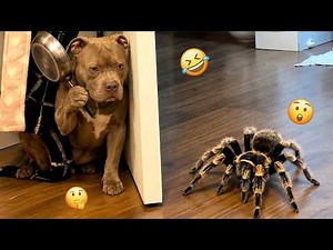 You Can’t Stop Laughing At These Dogs 🤣 FUNNIEST DOGS Video 2026 #13