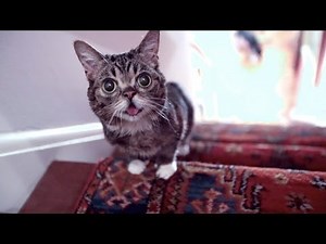 The Story of BUB's Miraculous Recovery as She RACES UP THE STAIRS