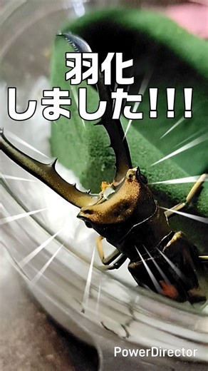 メタリフェルホソアカクワガタ羽化!!! #クワガタ #繁殖 #飼育 #昆虫 #メタリフェルホソアカクワガタ