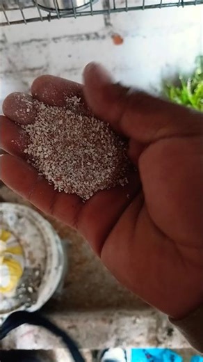 "The secret to getting my parakeets to lay healthy eggs 🥚✨"