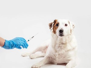 Why is it important for your dogs to undergo anti-rabies shots?
