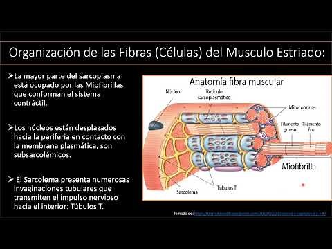 Organización de las Fibras Musculares Túbulos T y Tríada