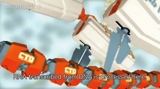 DNA转录；RNA合成蛋白质；