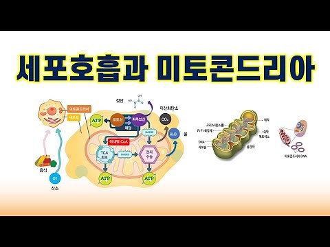 [세포호흡과 미토콘드리아] 세포에서 에너지를 만드는 과정을 세포호흡이라 하고 세포호흡은 미토콘드리아에서 이루어진다