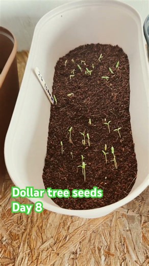 Dollar tree seeds