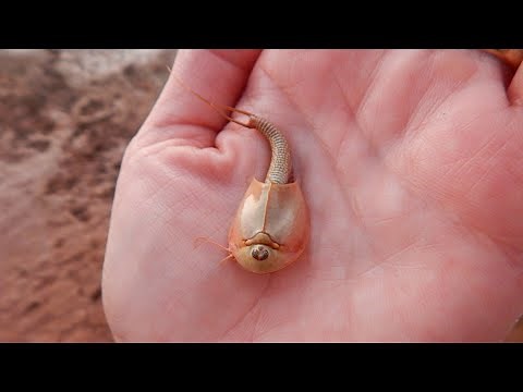 Hundreds of "Dinosaur Shrimp" Emerge After Arizona Monsoon