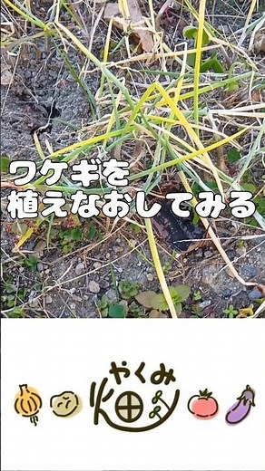 ワケギを植えなおしてみる【やくみ畑】1.08
