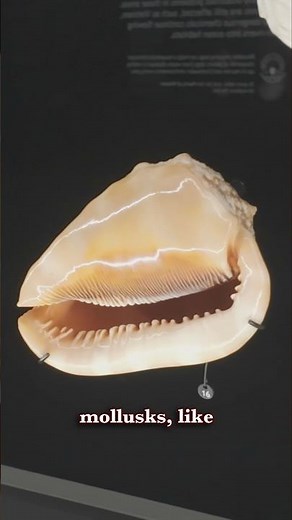 So...what DO mollusks EAT?