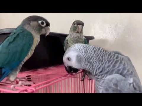 Blue Conure Playing with African Grey | Friendship Moments 🦜❤️ #birds #parrottraining #shorts #viral