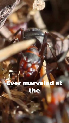 “Strive for success with the teamwork of ants, knowing that unity builds empires from humble beginnings.” #nature #antsoftiktok #motivation #fyp