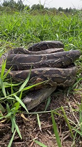 3K views | #python #animals #crocodile #snake #Save #rescue #attack #vs #catchandrelease | Khiev Srey Nith | Facebook