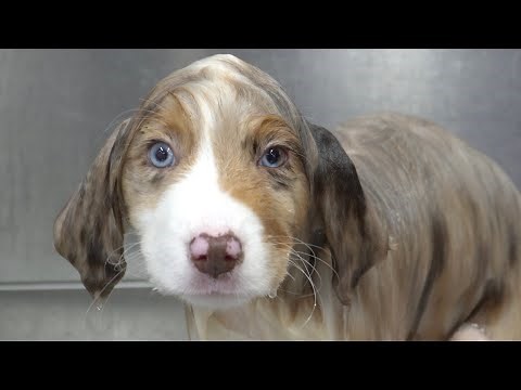 Mini American Shepherd puppy falls asleep from blow dryer