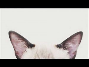 manifest a cat subliminal 💗