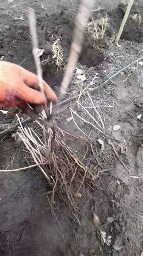 Planting Raspberries in December ❄️ Does It Really Work? #raspberry #raspberries #gardening