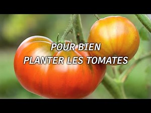 How to plant tomatoes properly