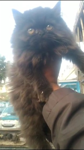 Faizan Khan on Instagram: "+91-9131411960 cat farming, cat farm, cats farming video, cat breeding farm, cat business, cat care farming, cat raising farm, domestic cat farming, cat agriculture concept, cat farm vlog, cat farming idea, cat farming tips, cat farming in india, cat farm business, cat farming tutorial, cat farming guide, how to start cat farming, cat farm animals, cat farming shorts, cat farming youtube, #catcare #catfarm #cats #catlover #petvideo"