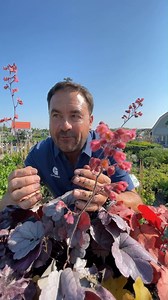 Is this even LEGAL? Part 2 | Gertens