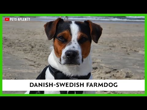 Danish Swedish Farmdog: The Cutest Dog in the World