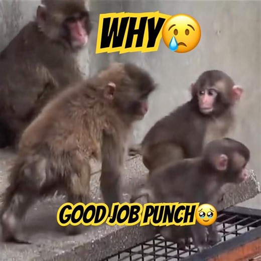 The New Zookeeper is called Punch #shorts
