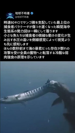 捕食者が獲物になる一瞬 海中生態系の冷酷な真実