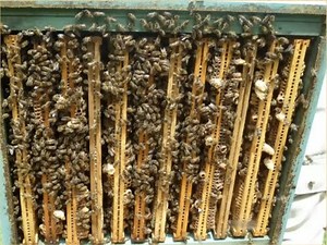 The Role of Swarm Control in Beekeeping - Wally Shaw, 2022