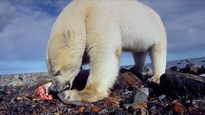 The ice bear is starving to death so he decides to follow a mother and her cubs to a secret food supply. | National Geographic Animals