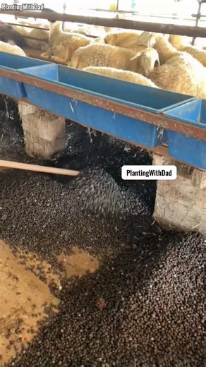 Planting With Dad on Instagram: "Why do experienced gardeners prefer sheep manure over cow or chicken manure? 🐑🌿 It’s mild, rich in nutrients, low-odor, and won’t burn plant roots — perfect for flowers and veggies! Give your garden the natural boost it deserves. #GardeningTips #SheepManure #OrganicFertilizer #NaturalFarming #PlantCare #HomeGardening #FertilizerFacts #GrowHealthyPlants #UrbanGardening #SoilEnrichment"