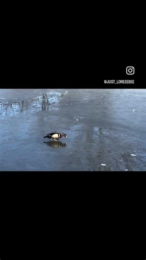 Hey buddy, you’re treading on thin ice!