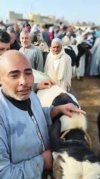 #PricesOfWeanedCalvesWithAliHabibAtAbuHowashMarketInMahmoudiyahBeheira