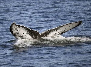 27K views · 44 reactions | Scientists say they know how whales got so huge | The Times of India | Facebook
