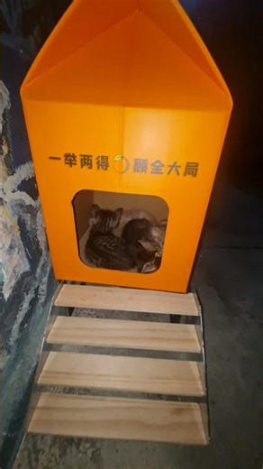 KITTY BOX @SCHOOL