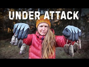 MOUSE APOCALYPSE on Our Homestead