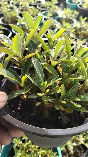 10K views · 186 reactions | #obesum #seedling #adenium | Adenium Shop | Facebook