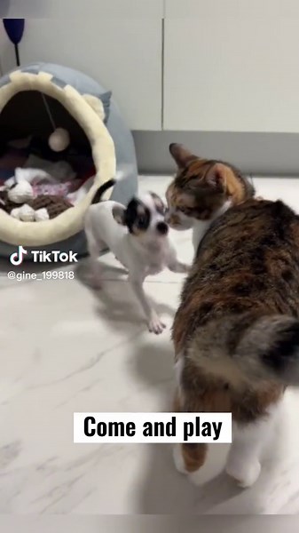 Playful Dog and Cat Interaction in a Cozy Home