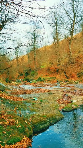 Serene Autumn Stream Flowing Through Forest Landscape